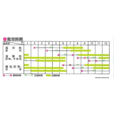 画像5: 送料無料　[トマト/ミニトマト]　イエローアイコ　1000粒　(株)サカタのタネ