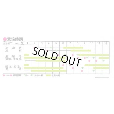 画像5: 送料無料　[トマト/ミニトマト]　イエローアイコ　13粒　(株)サカタのタネ実咲550（002823）