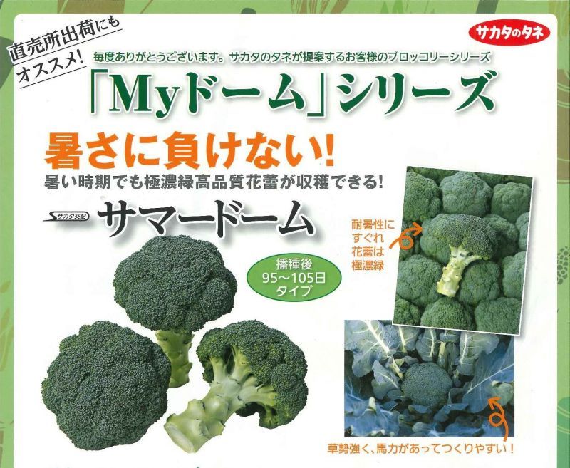 ブロッコリー サマードーム 00粒 サカタ交配 野菜種 ブロッコリー カリフラワー グリーンロフトネモト直営