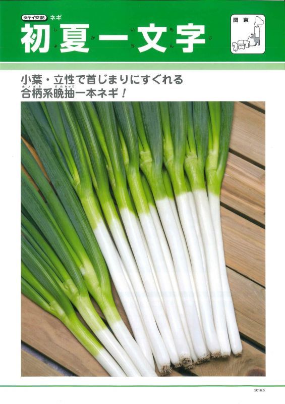 ねぎ 初夏一文字 ２lコート５千粒 タキイ種苗 野菜種 ネギ グリーンロフトネモト直営