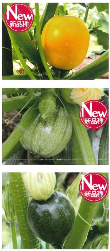 ズッキーニ パリーノシリーズ 10粒 ジャッロ ダイヤ交配 野菜種 かぼちゃ ズッキーニ グリーンロフトネモト直営