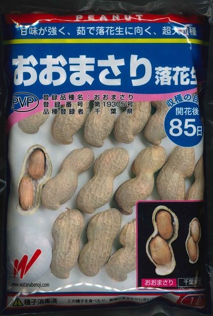 [落花生]　おおまさりの種　むき実　20粒　渡辺農事