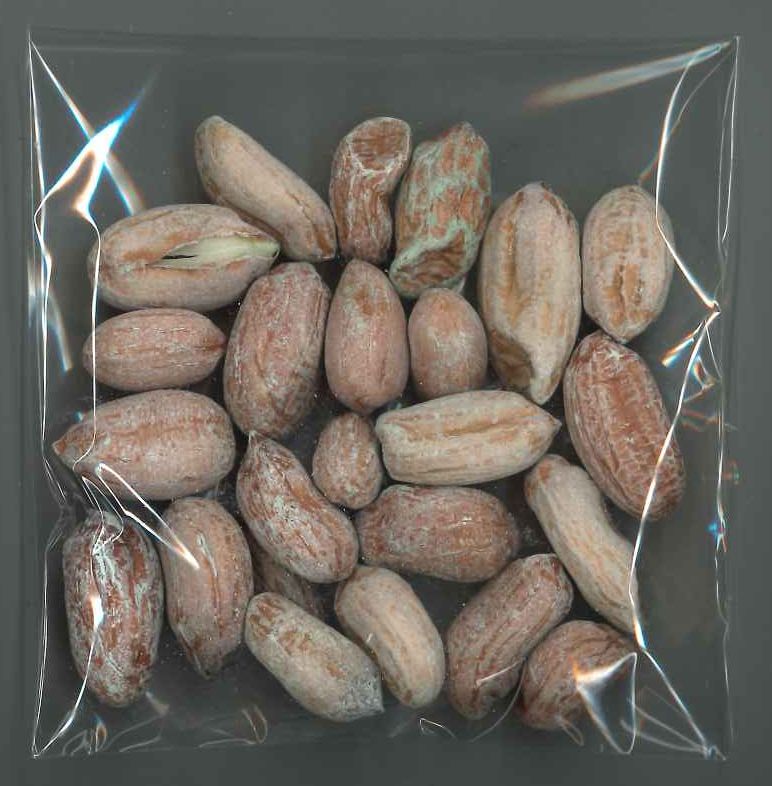 落花生 おおまさりの種 むき実 粒 渡辺農事 野菜種 いんげん その他の豆類 グリーンロフトネモト直営