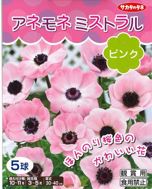 球根 アネモネ ミストラルピンク ５球入り サカタのタネ グリーンロフトネモト