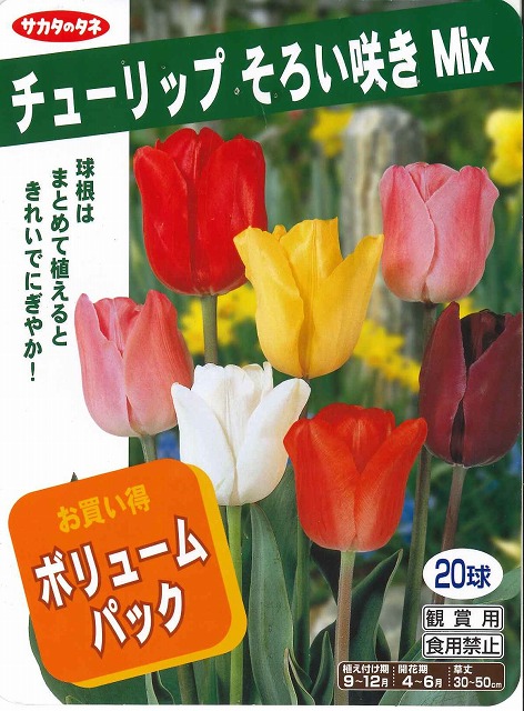 球根 チューリップ そろい咲き Mix 球入り サカタのタネ グリーンロフトネモト