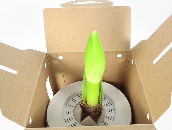 球根 アマリリス レッドライオン ポット植え サカタのタネ グリーンロフトネモト