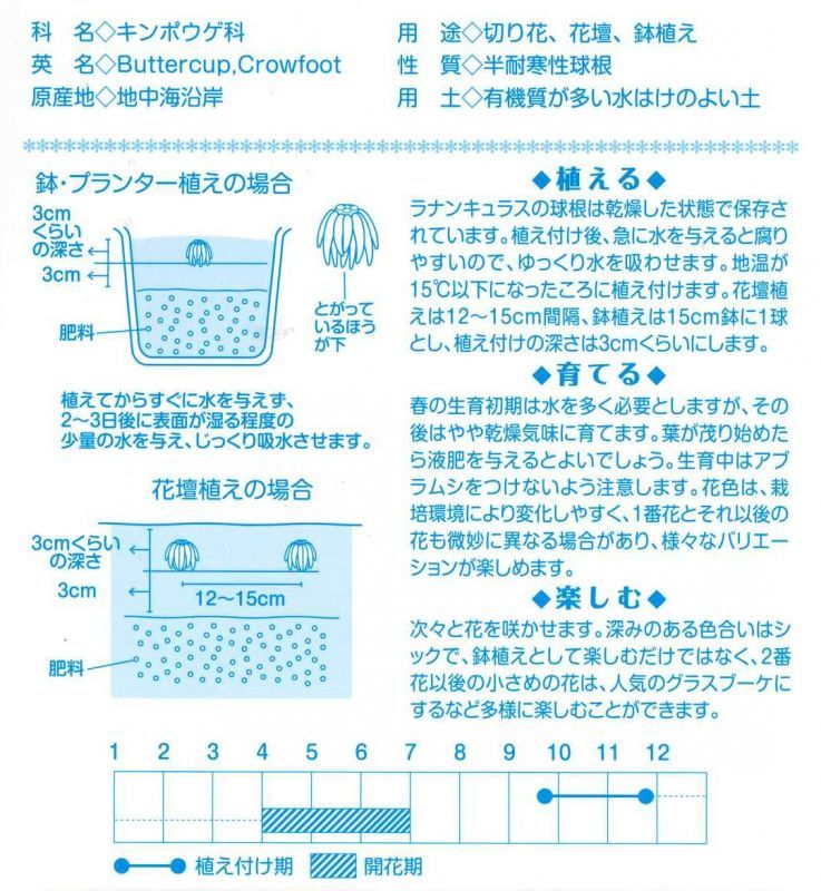 球根 ラナンキュラス混合 ファミリーパック 10球入り サカタのタネ グリーンロフトネモト