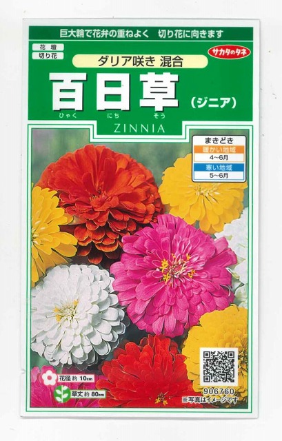 花種 小袋 百日草 ジニア ダリア咲き混合 約36粒 サカタのタネ 花種 花種 小袋 春まき グリーンロフトネモト直営