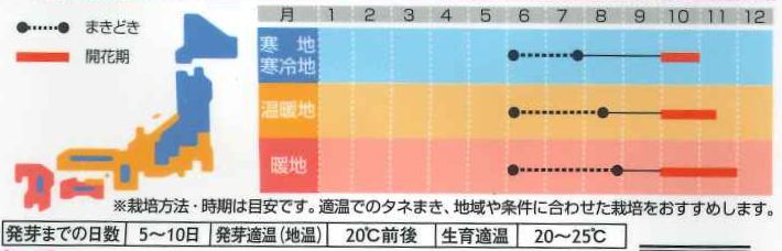 在庫一掃 コスモス キャンパスオレンジ 種60粒