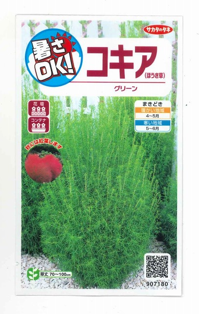 花種 小袋 コキア ほうき草 グリーン 約93粒 サカタのタネ 花種 花種 小袋 春まき グリーンロフトネモト直営