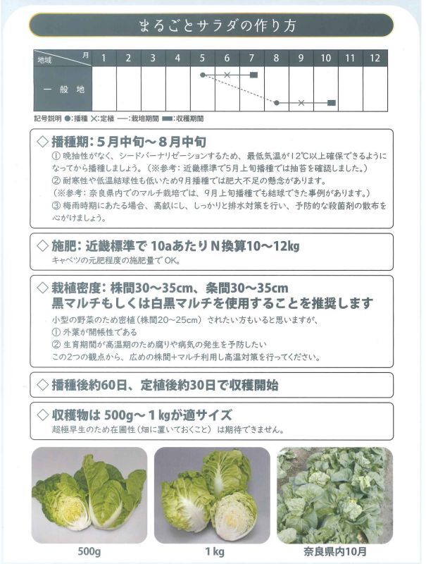 白菜] ミニはくさい まるごとサラダ 大和農園(野菜種/白菜)グリーンロフトネモト直営