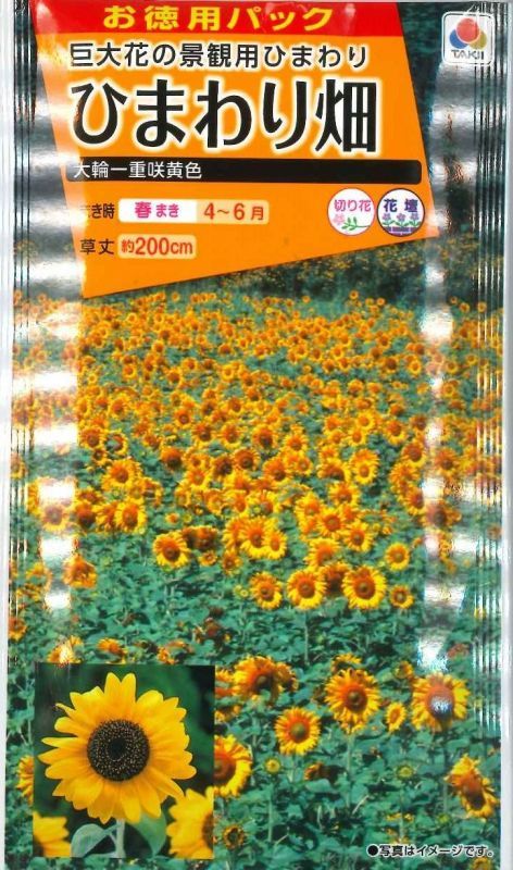 花種 小袋 お徳用パック ひまわり畑 大輪一重咲黄色 タキイ交配 花種 花種 小袋 春まき グリーンロフトネモト直営