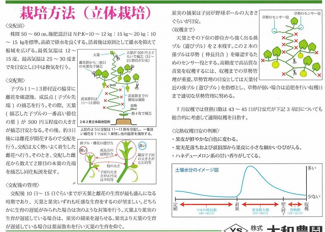 メロン ハスキー 8粒 株 大和農園 野菜種 スイカ メロン 瓜類 グリーンロフトネモト直営