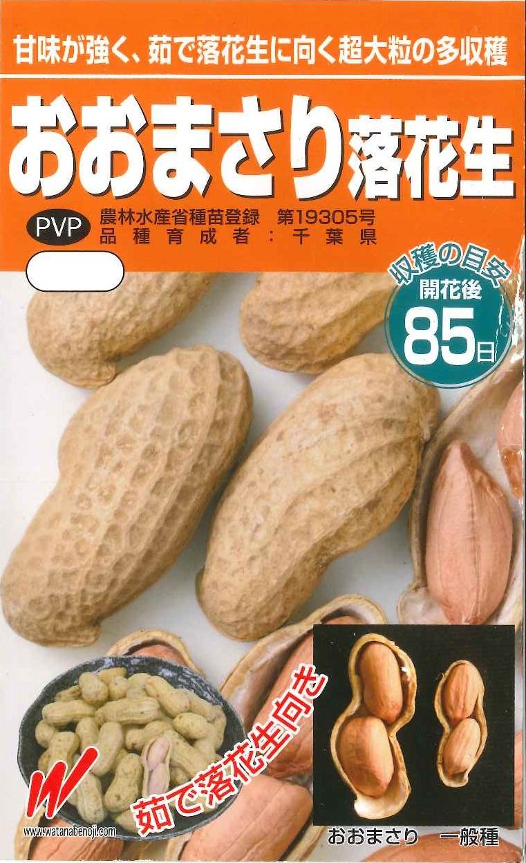 新品種】落花生 おおまさりNeo 種 500粒 UqhLW4gVXu