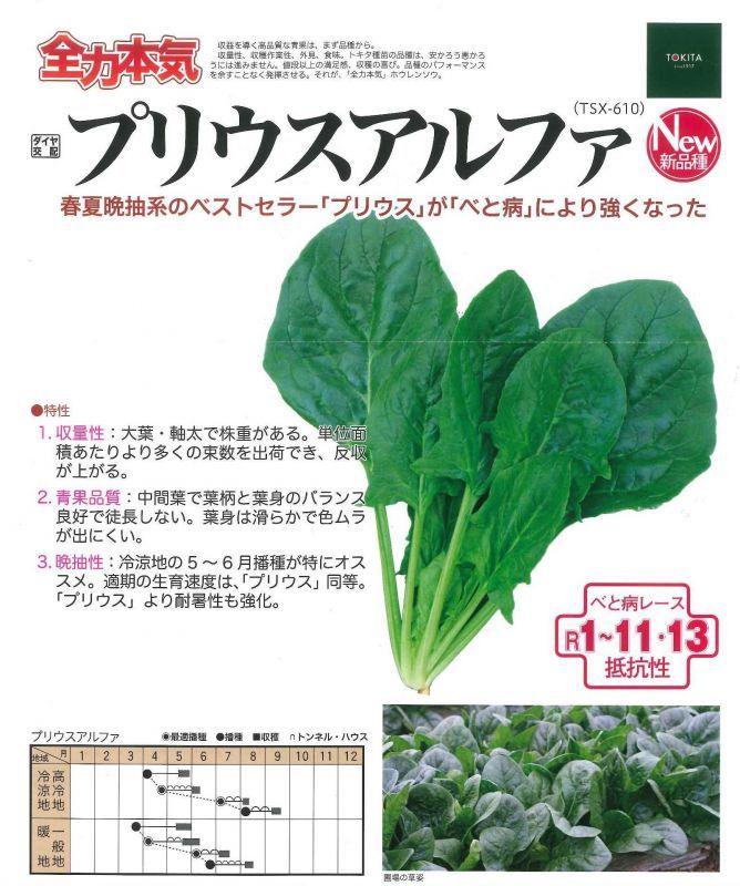 野菜種 ほうれんそう プリウスアルファ ｍ3万粒 ダイヤ交配 野菜種 ほうれんそう グリーンロフトネモト直営