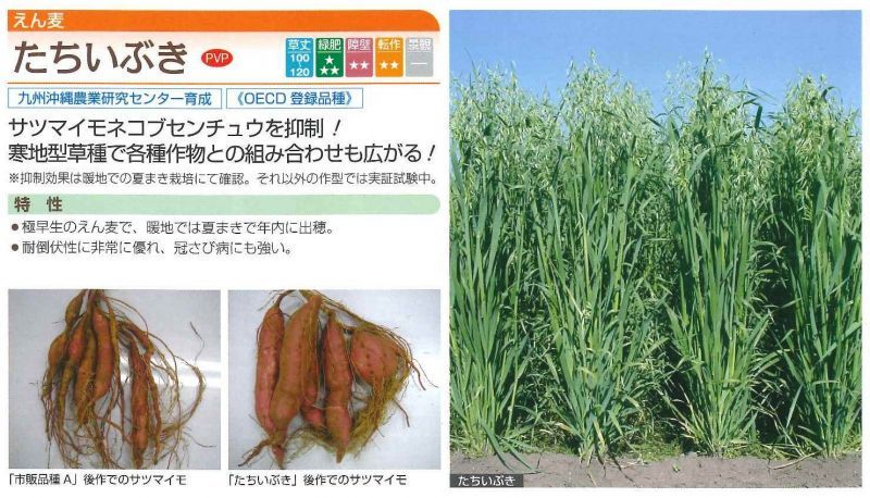 緑肥] えん麦 たちいぶき 1kg タキイ種苗（株）(緑肥 燕麦（エンバク）ソルゴー/大袋)グリーンロフトネモト直営