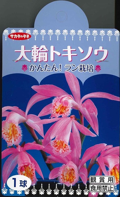 球根 大輪トキソウ 1球入り サカタのタネ 花の種 花の種 小袋 春まき グリーンロフトネモト直営