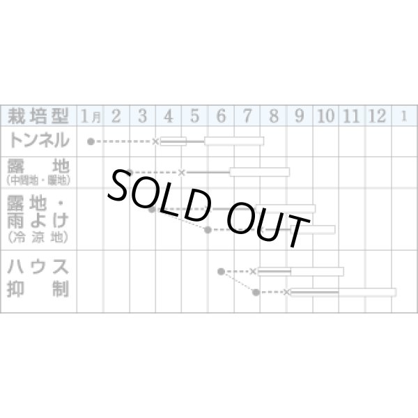 画像3: [トマト/桃太郎系]　桃太郎　1000粒　	2L　ペレット種子　タキイ種苗 (3)