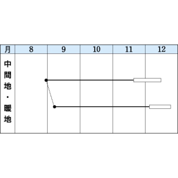 画像2: [白菜] 新あづま 2.2ml(約360粒) タキイ種苗(株) DF (2)