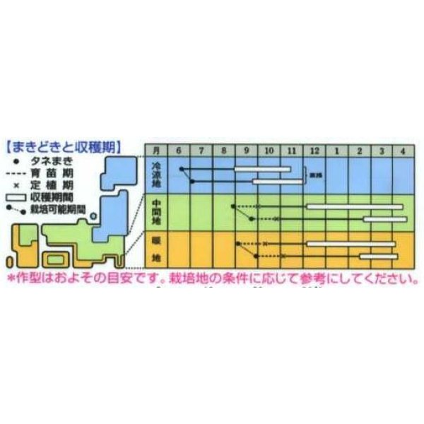 画像2: 送料無料　紅菜苔　約2000粒　(株)サカタのタネ　実咲250（002995） (2)