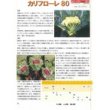 画像2: [イタリア野菜]　カリフローレ80　200粒　　 トキタ種苗（株） (2)