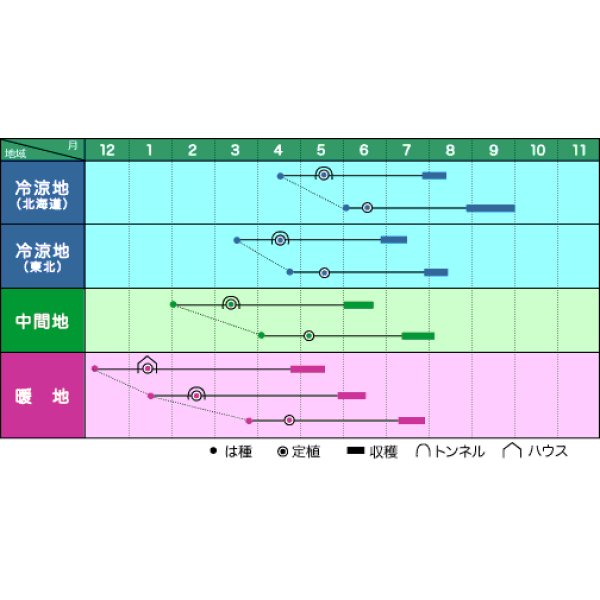 画像3: [かぼちゃ]　味平　100粒　ヴィルモランみかど (3)