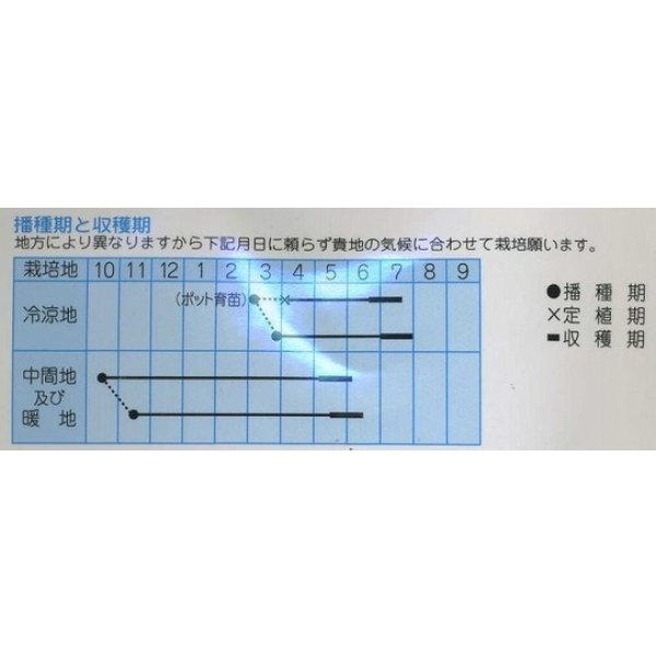 画像2: 送料無料　[えんどう]　紫御膳　10ml　(株)タカヤマシード (2)