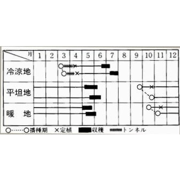 画像3: 送料無料　[そら豆]　陵西一寸　23粒　ヴィルモランみかど（株） (3)