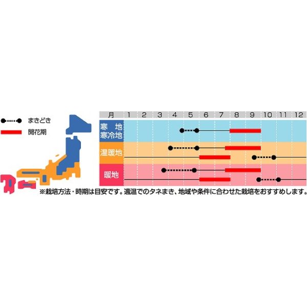 画像2: 花の種　アスター　松本混合　ボリュームパック　約558粒　サカタのタネ（株）実咲500 (2)