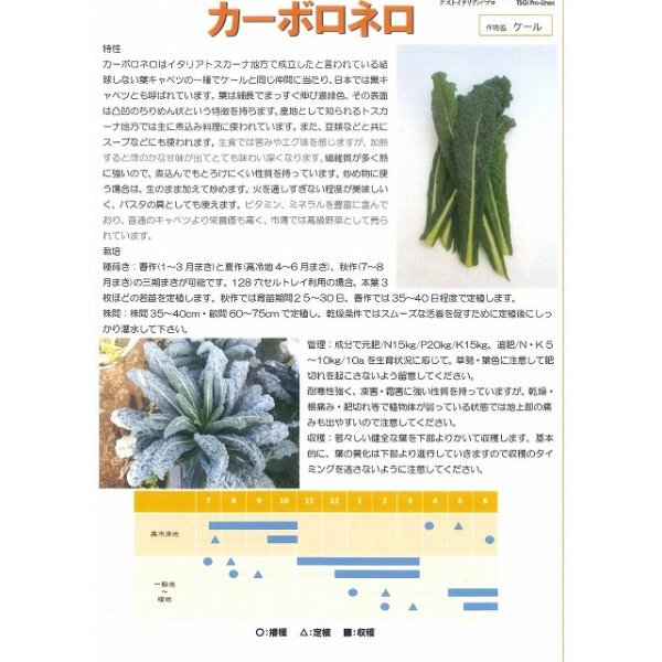 画像2: [イタリア野菜]　カーボロネロ　40粒　トキタ種苗（株） (2)