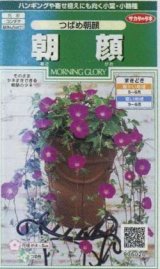 画像: 送料無料　花の種　朝顔　つばめ朝顔　約16粒　(株)サカタのタネ　実咲250（026199）