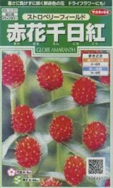 画像: 送料無料　花の種　赤花千日紅　ストロベリーフィールド　約20粒　(株)サカタのタネ　実咲250（026256）