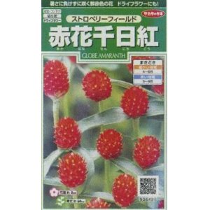 画像: 花の種　赤花千日紅　ストロベリーフィールド　約20粒　サカタのタネ（株）実咲250