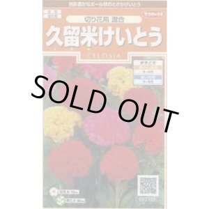 画像: 送料無料　花の種　けいとう　久留米けいとう　切り花用混合　約145粒　(株)サカタのタネ　実咲200（026324）