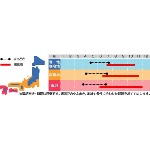 画像2: 花の種　コスモス　アーリーミックス　約86粒　サカタのタネ（株）実咲250 (2)