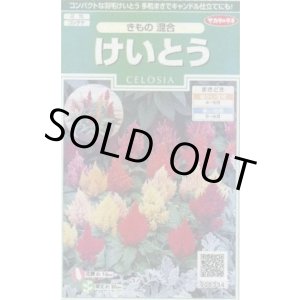 画像: 送料無料　花の種　けいとう　きもの混合　約143粒　(株)サカタのタネ　実咲250（026234）