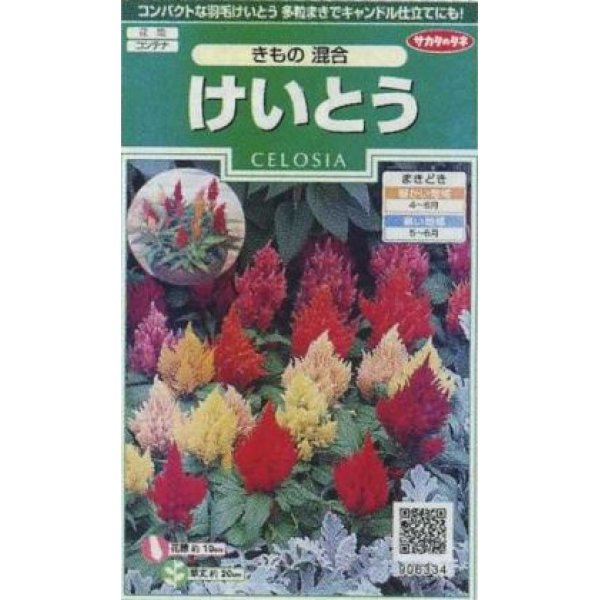 画像1: 花の種　けいとう　きもの混合　約143粒　サカタのタネ（株）実咲250 (1)