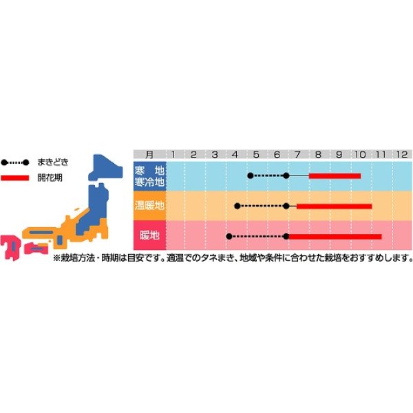 画像2: 花の種　赤花千日紅　ストロベリーフィールド　約20粒　サカタのタネ（株）実咲250 (2)