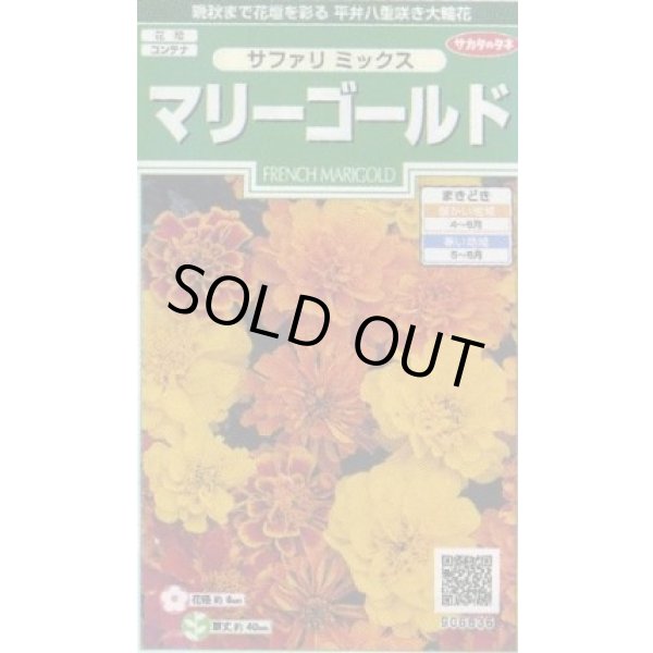 画像1: 送料無料　花の種　マリーゴールド　サファリミックス　約29粒　(株)サカタのタネ　実咲250（026294） (1)