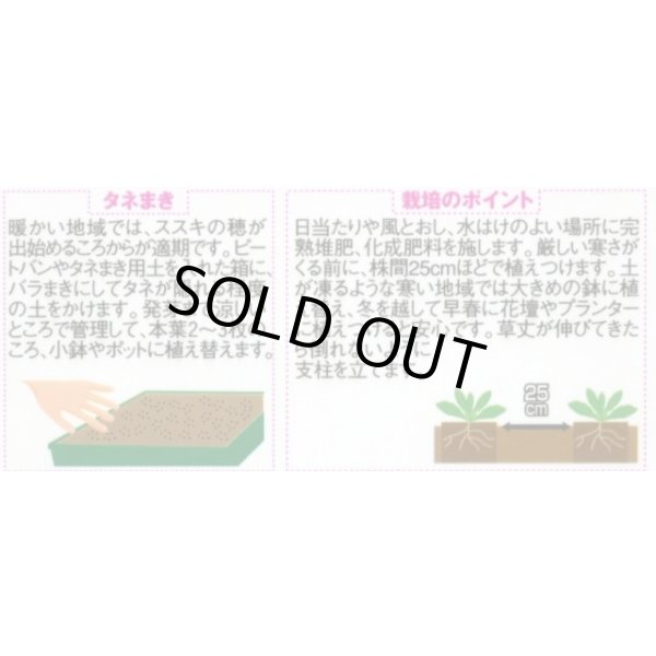 画像2: 花の種 カンパニュラ メイミックス 約65粒 (株)サカタのタネ 実咲350(026097) (2)