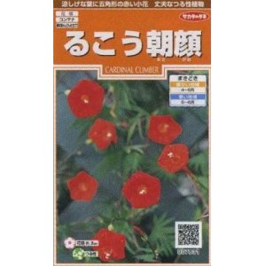 画像: 花の種　るこう朝顔　約22粒　サカタのタネ（株）実咲200