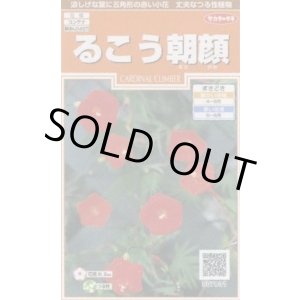 画像: 送料無料　花の種　るこう朝顔　約22粒　(株)サカタのタネ　実咲200（026371）