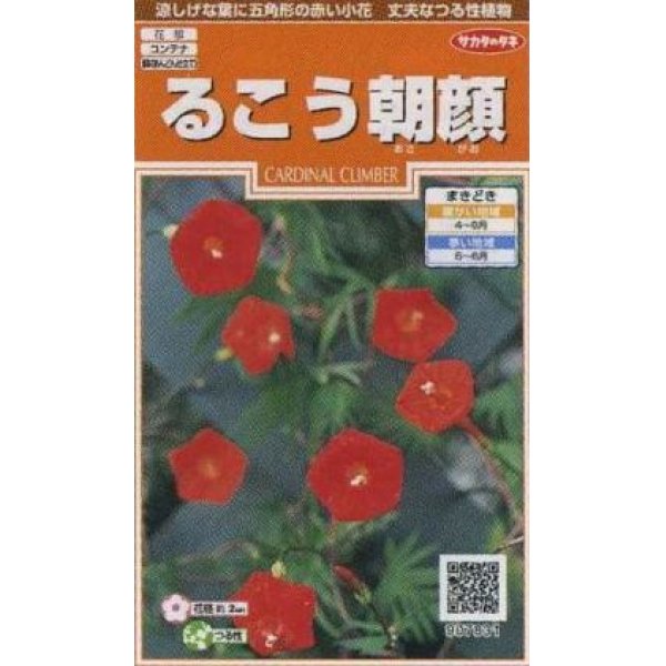 画像1: 花の種　るこう朝顔　約22粒　サカタのタネ（株）実咲200 (1)