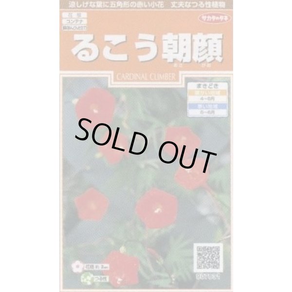 画像1: 花の種 るこう朝顔 約22粒 (株)サカタのタネ 実咲200（026371） (1)