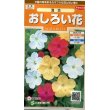 画像1: 花の種　おしろい花　約15粒　 　サカタのタネ（株）実咲200 (1)