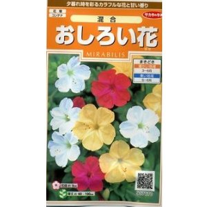画像: 送料無料　花の種　おしろい花　約15粒　(株)サカタのタネ　実咲200（026310）
