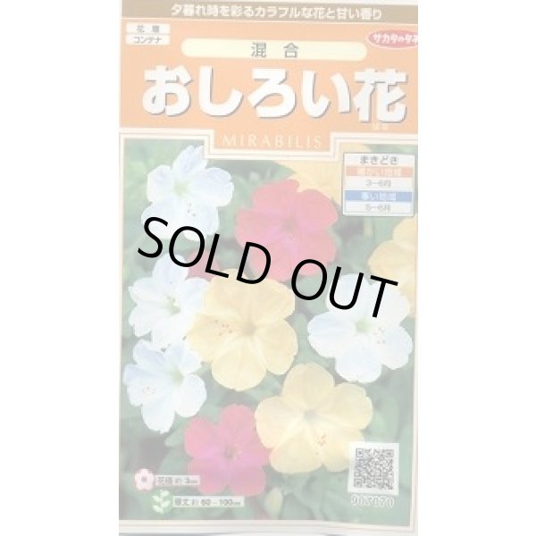 画像1: 花の種 おしろい花 約15粒 (株)サカタのタネ 実咲200（026310） (1)