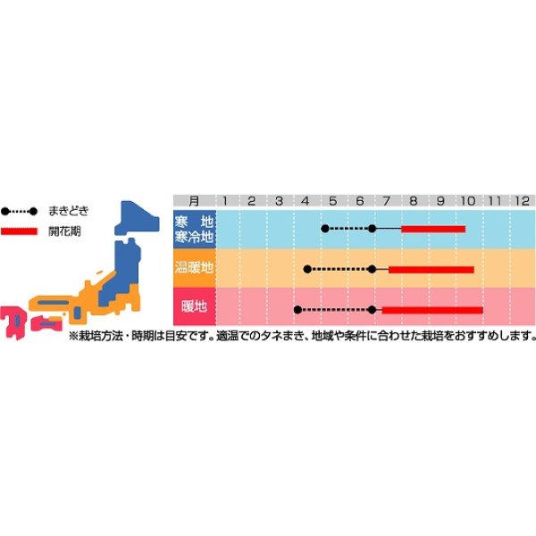 画像2: 花の種　るこう朝顔　約22粒　サカタのタネ（株）実咲200 (2)