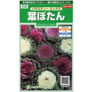 画像: 送料無料　花の種　葉ぼたん　バラエティーミックス　約40粒　　(株)サカタのタネ　実咲250（026304）