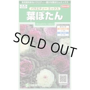 画像: 花の種 　葉ぼたん　バラエティーミックス　約40粒　サカタのタネ（株）実咲250